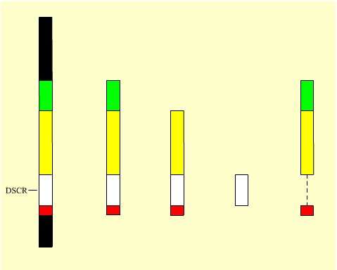 Les différents chromosomes remaniés utilisés dans le modèle murin comparés au chromosome 21 humain