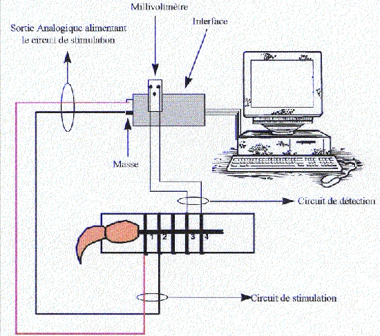 Schéma de l'enregistrement d'un nerf de crabe avec les systèmes ESAO3 ou ESAO4 de Jeulin