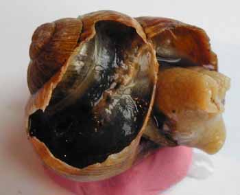 Dissection coeur escargot ouverture coquille