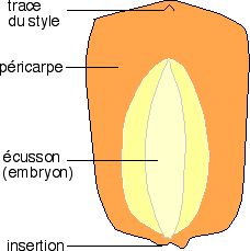 Schéma d'une coupe longitudinale d'un grain de maïs