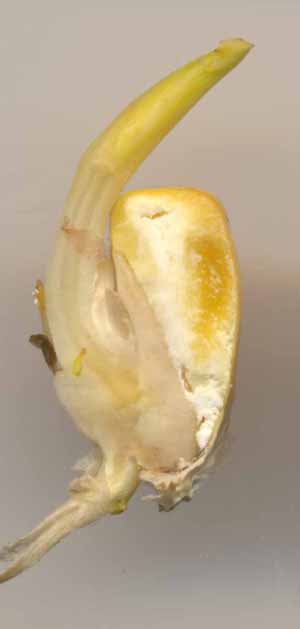 sections longitudinales sagittales à divers stades de la germination du maïs