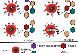Schéma des marqueurs moléculaires des groupes sanguins ABO