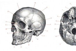 Crâne d'Homo sapiens