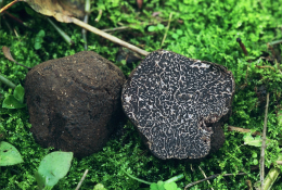 Tuber melanosporum - Truffe noire du Périgord