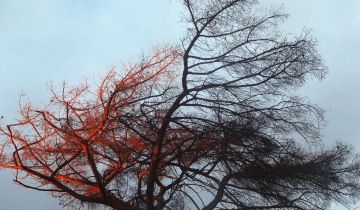 arbre exposé au vent
