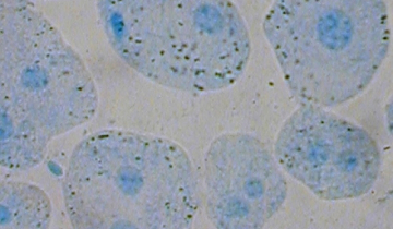 Hépatocyte de lapin coloré au bleu de méthylène, x800