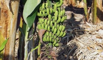 Régime de banane en cours de formation