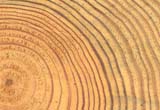 Coupe transversale tangentielle de bois de pin, détail