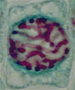 Cellule de racine de jacinthe en prophase