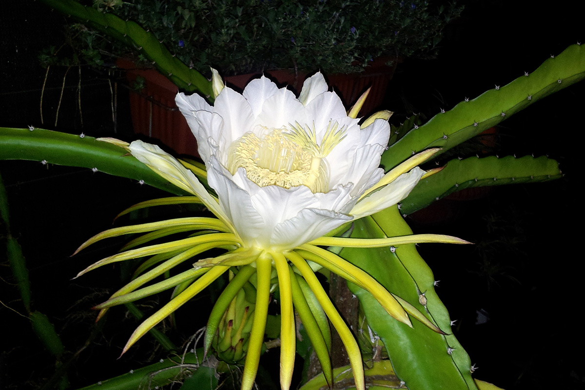 Descubra 48 kuva fleur de belle de nuit - Thptnganamst.edu.vn