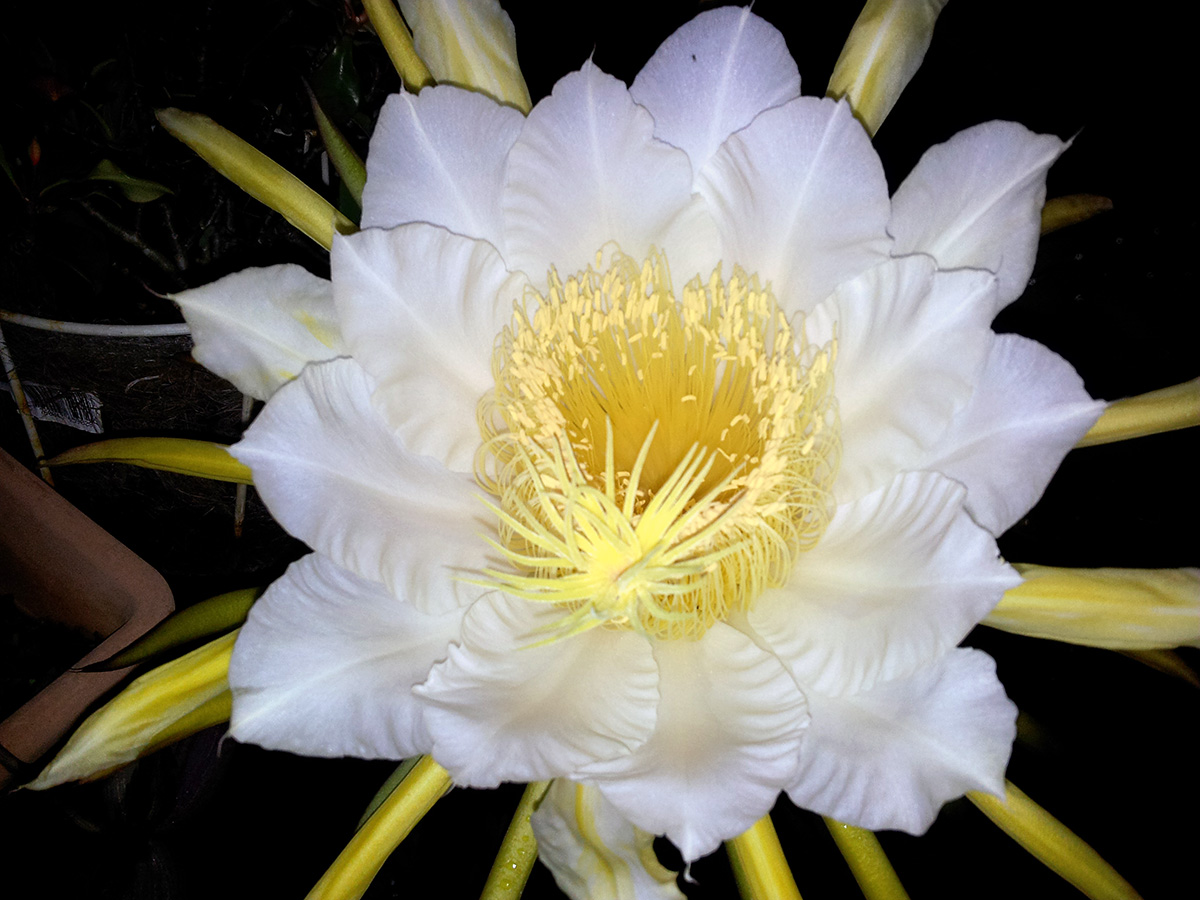 La « belle de nuit », une fleur éphémère | Planet-Vie