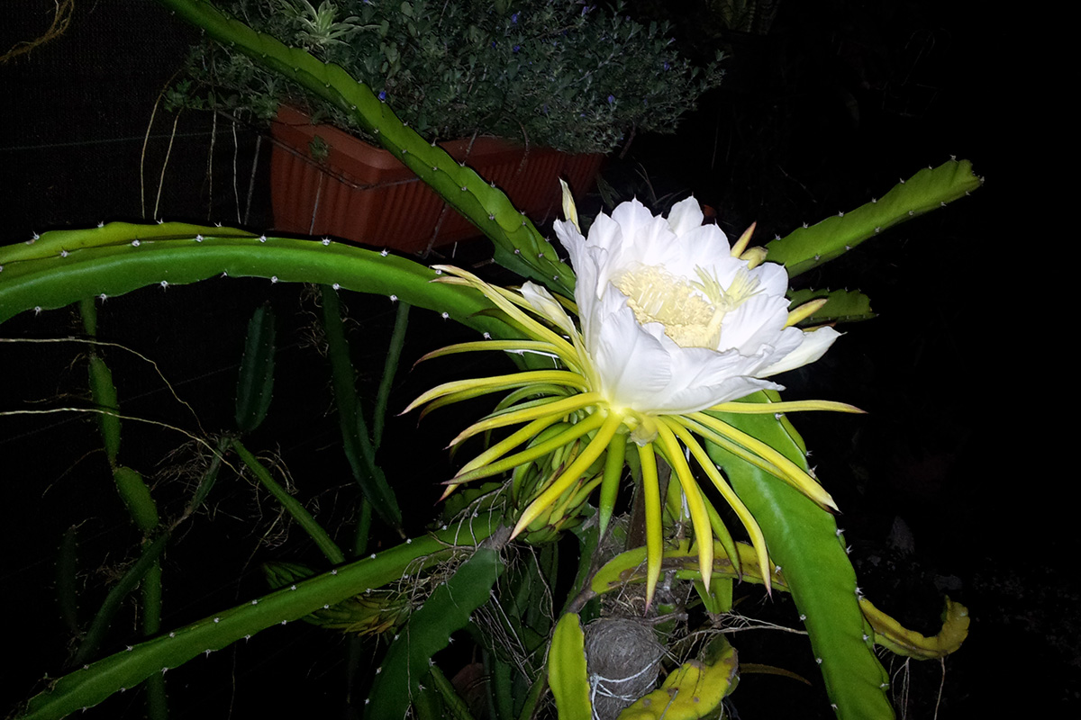 La « belle de nuit », une fleur éphémère | Planet-Vie