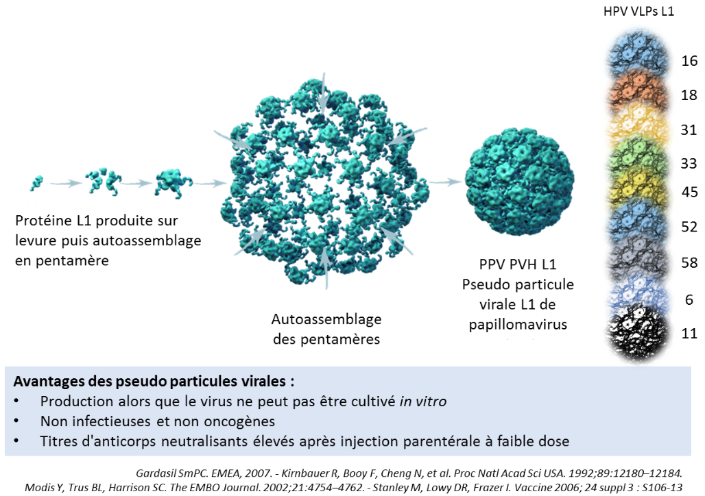 Vaccin papillomavirus mauvais, Papillomavirus humains vaccin