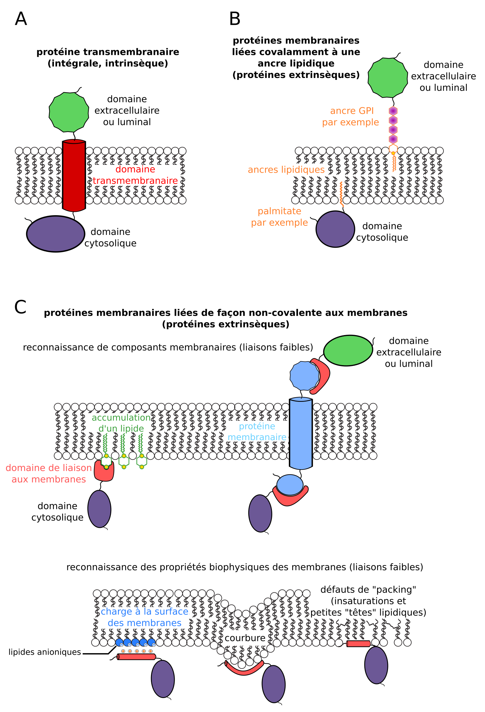 Les membranes biologiques : des structures dynamiques