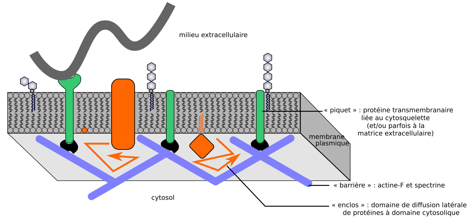 Les membranes biologiques : des structures dynamiques