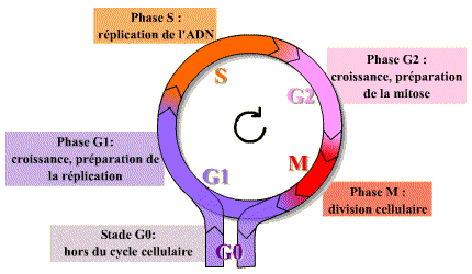 La R gulation Du Cycle Cellulaire Planet Vie La R gulation Du Cycle Cellulaire Planet Vie