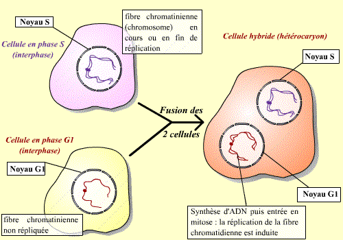 La R gulation Du Cycle Cellulaire Planet Vie La R gulation Du Cycle Cellulaire Planet Vie
