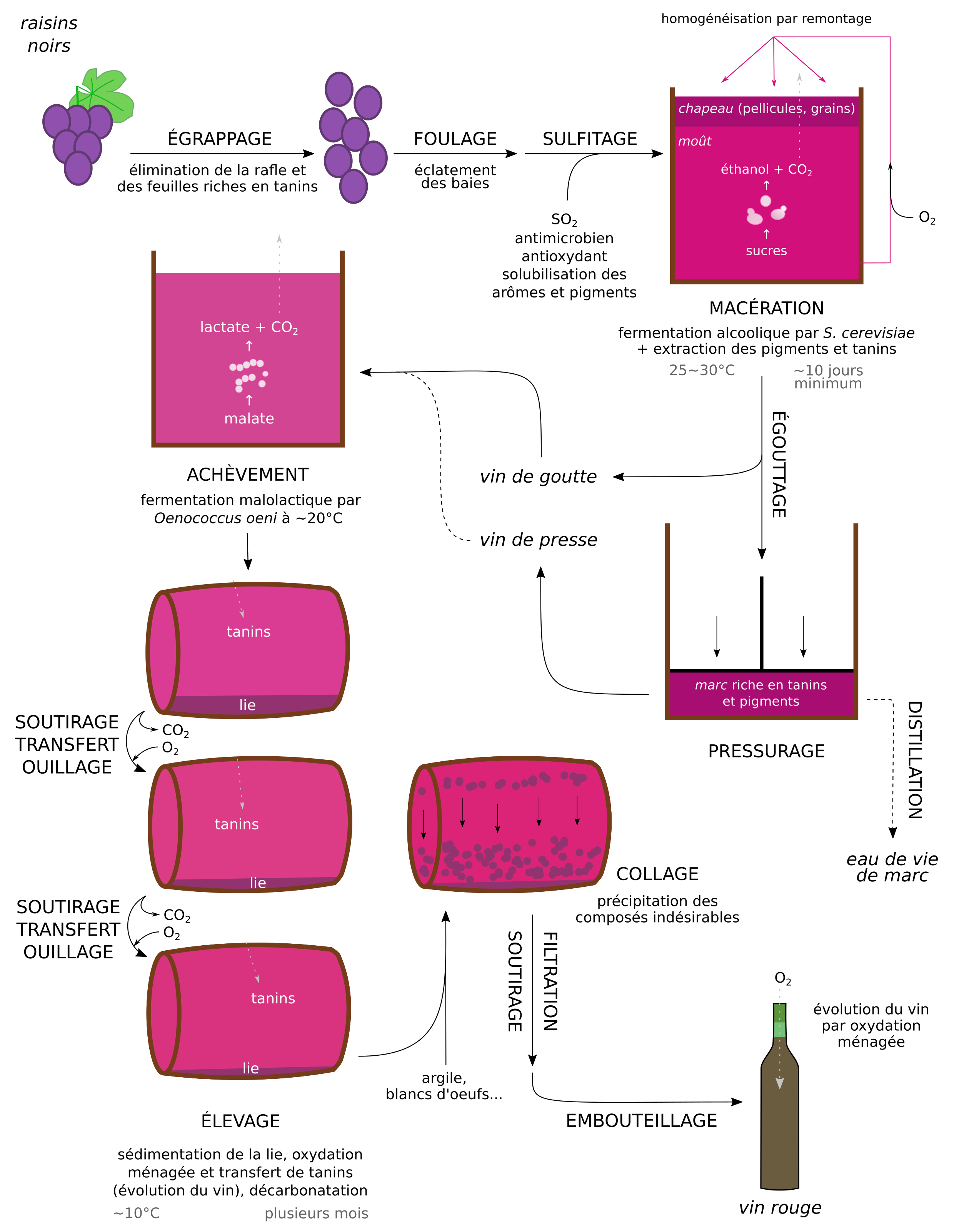 Biologie du vin et de la bière - Figure13%20 %20Les%20granDes%20%C3%A9tapes%20De%20fabrications%20D'un%20vin%20rouge