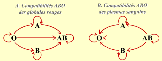 Groupes Sanguins Et Cons quences M dicales Planet Vie Groupes Sanguins Et Cons quences M dicales Planet Vie