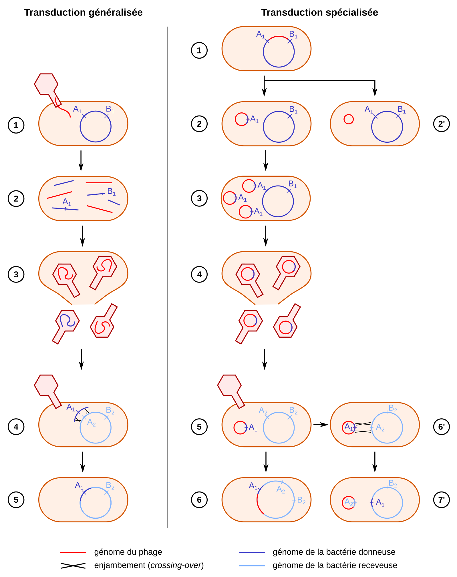 Caractérisation d'une conformation de la queue N-terminale de l