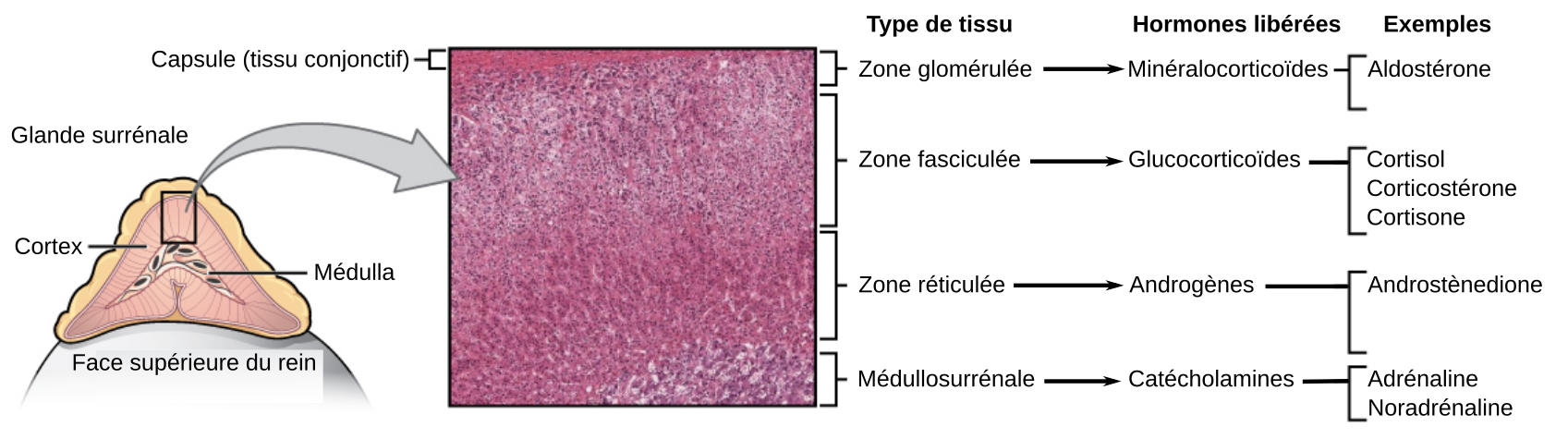 Pictures of adrenal cortex