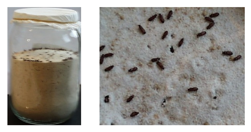 Le petit ver de farine Tribolium castaneum : élevage et utilisations