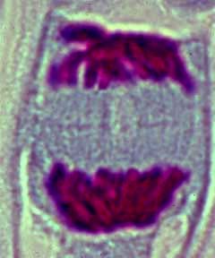 Cellule de racine de jacinthe en début de télophase