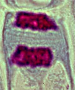 Cellule de racine de jacinthe en télophase
