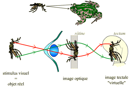 Objet réel, image optique et image tectale chez la grenouille