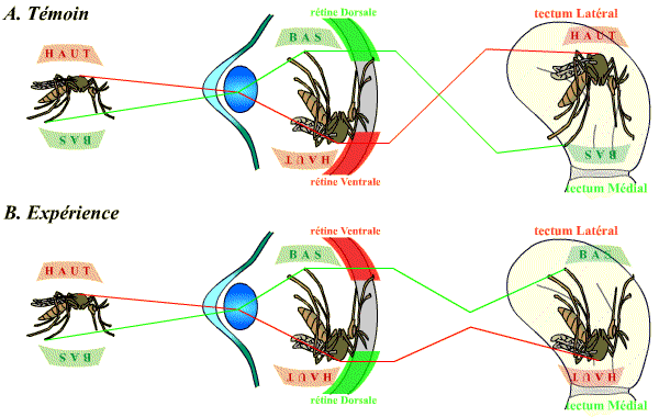 Conséquence d'une inversion dorso-ventrale de l'oeil sur l'image tectale d'un objet.