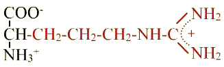 formule de l'acide aminé arginine