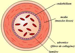 Coupe transvesale d'une artère