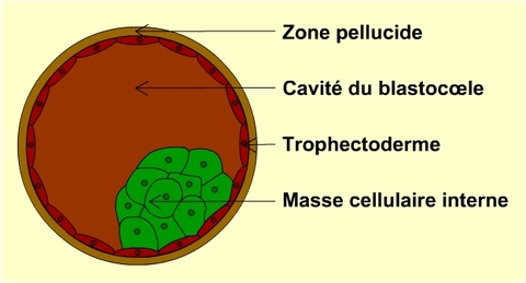 Schéma d'un blastocyste de 5 jours