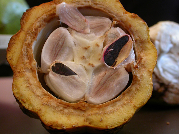 L'intérieur d'une cabosse de cacaoyer avec les fèves de cacao