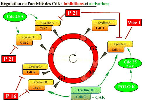 La Régulation Du Cycle Cellulaire Planet Vie 4322