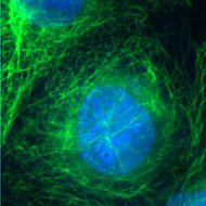 Cellule PtK en double marquage en fluorescence : DAPI et anticorps anti-tubuline