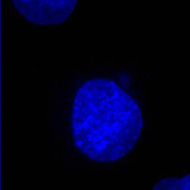 Cellule PtK coloré au DAPI vue en fluorescence