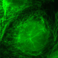 Cellule PtK immunomarquée par un anticorps anti-tubuline vue en fluorescence