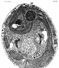 Cellule Chlamydomonas en microscopie électronique à transmission (contrastant général)
