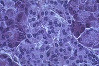 cellules de pancréas