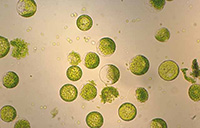 protoplastes chrorophylliens