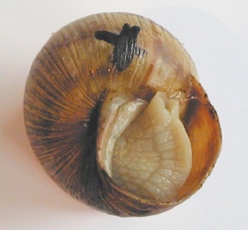 Vue externe d'un escargot avant dissection