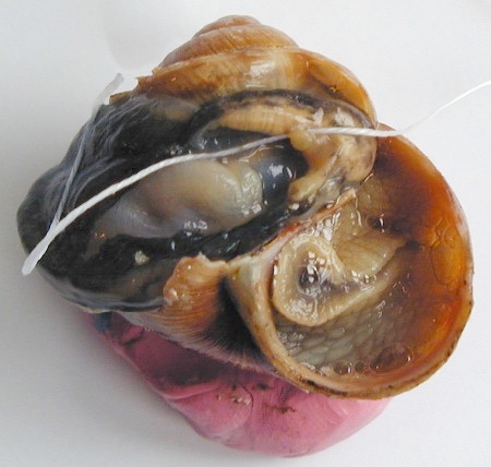 Coeur d'escargot dégagé in situ