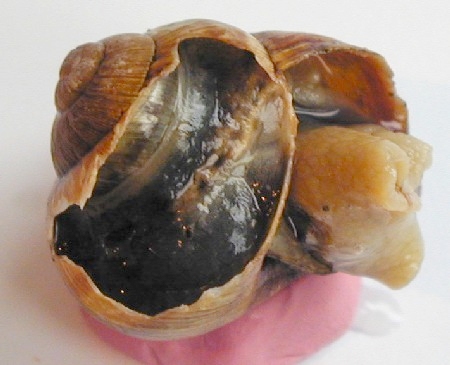Vue intérieure de l'escargot après ouverture de la coquille