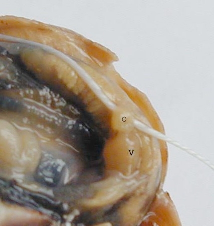 détail du coeur d'escargot dégagé in situ