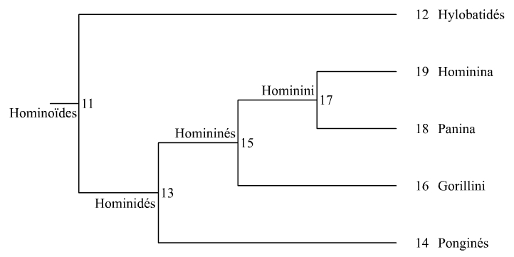 Tableau phylogénétique des Hominoïdes
