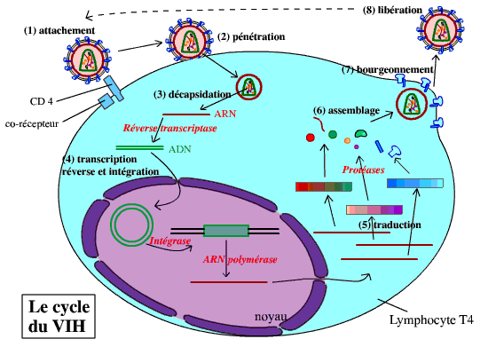 Le Virus Du SIDA | Planet-Vie