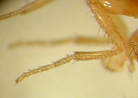 patte femelle drosophile