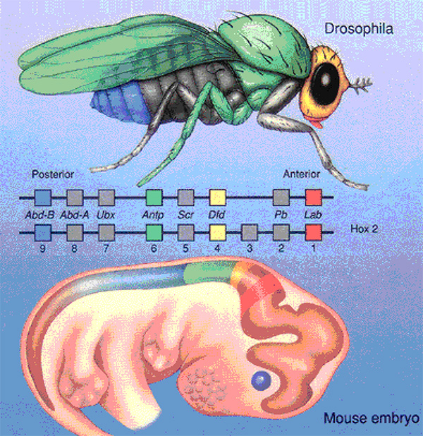 Comparaison des gènes homéotiques de la drosophile et de la souris 