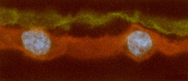 l'électrocyte du poisson torpille Torpedo marmorata en triple fluorescence